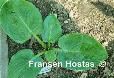 Hosta Generation X